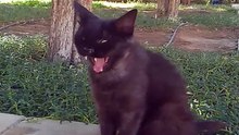 Sweet Cat Video in saudia