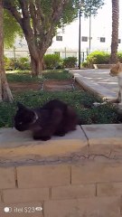 Cat Lover in saudia World Like nad share