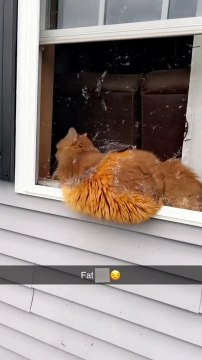 Cat Tears Through Window Screen