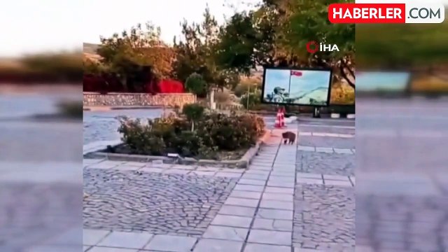 Elazığ'ı Tilkiler Sardı
