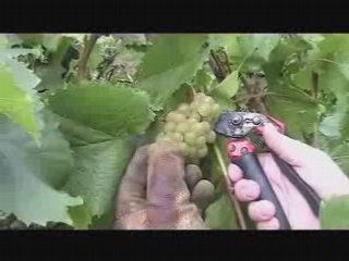 Owl Creek Vineyards web movie