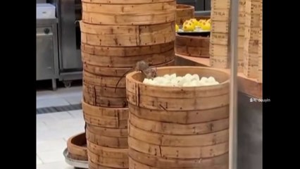 [나우쇼츠] "쥐가 먼저 냠냠"...중국 딤섬집 위생 논란 / YTN