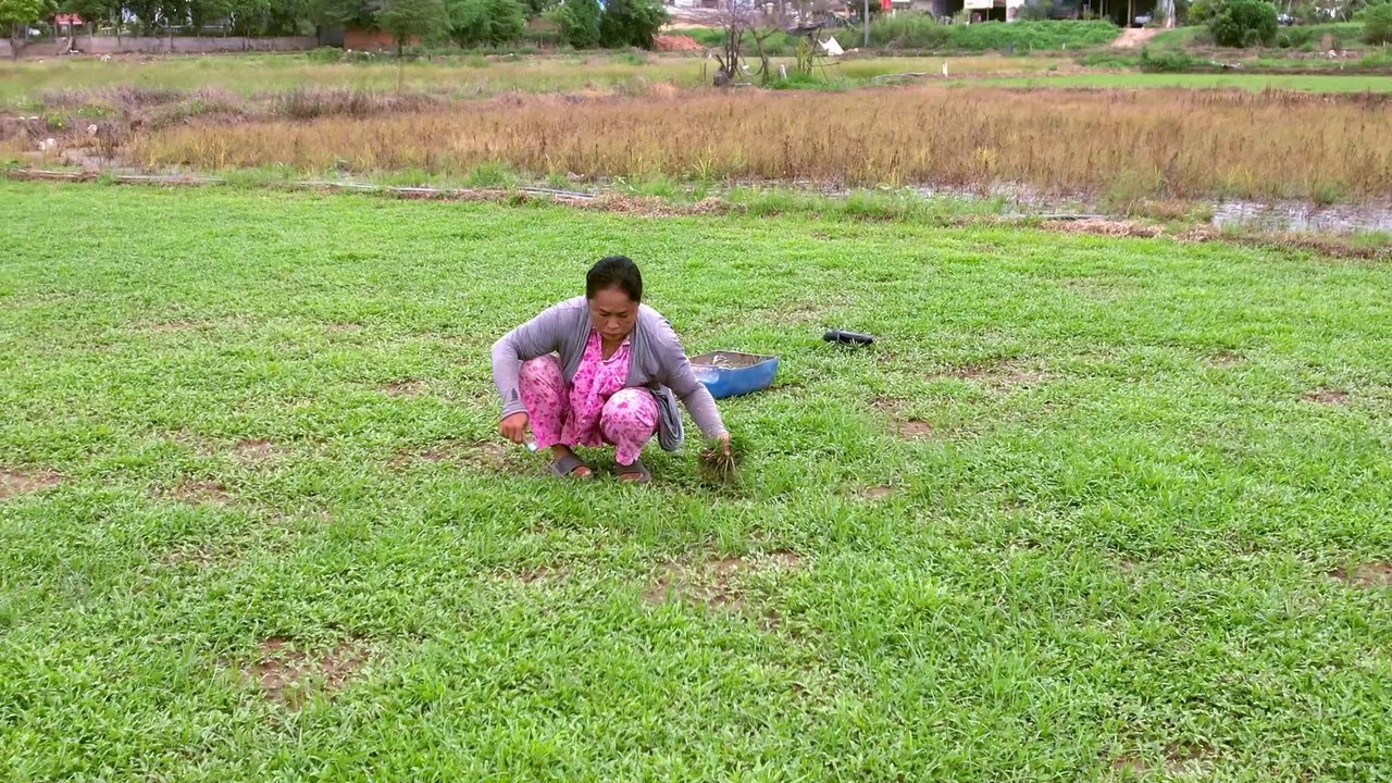 12. អ្នកភូមិដាំស្មៅ