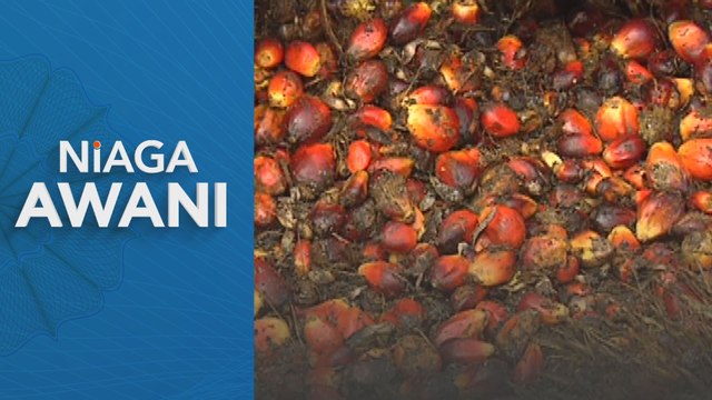 Pasaran niaga hadapan minyak sawit mentah dijangka tinggi minggu ini