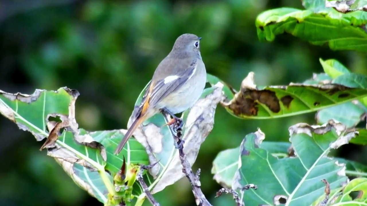 The Redstart: Close Up HD Footage (Phoenicurus phoenicurus)