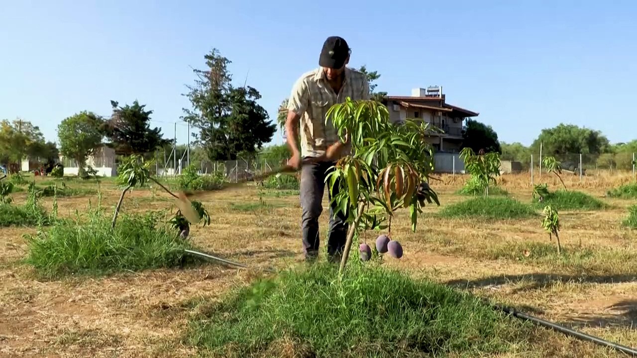 Klimawandel: Tropische Früchte aus Griechenland