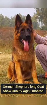 Labrador German Shepherd Pointer Bully Poodle puppy and dogs 00923139393944