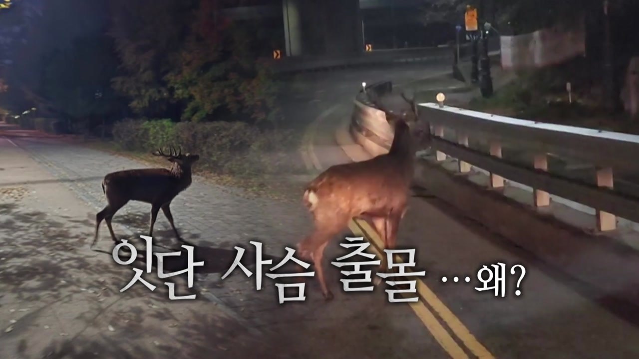 [영상] 수원 이어 의왕서 또 사슴 생포...주의할 점은? / YTN