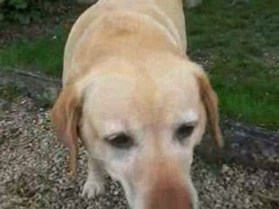 saut d'obstacle a  poney