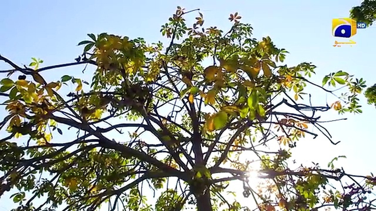 Aafat Episode 26 - Pakistani Dramas Palace