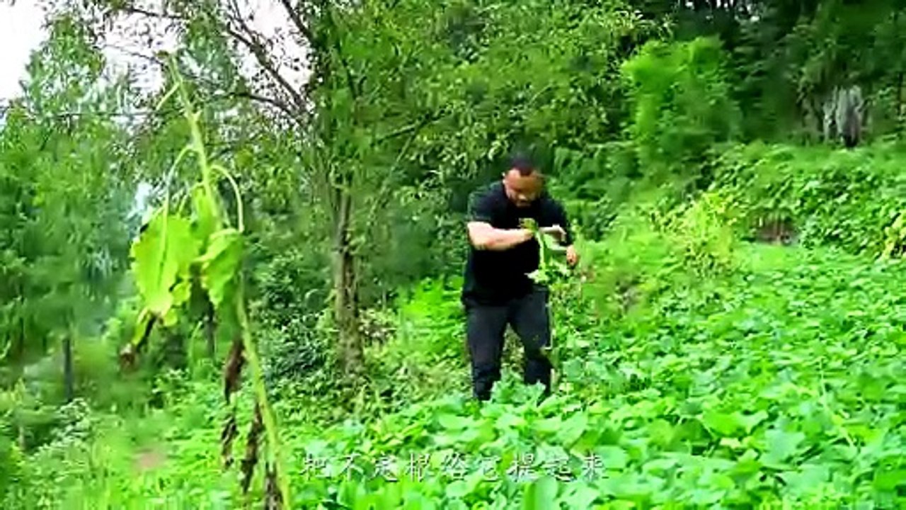 Sweet potato leaves