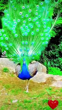 Music danc video for copyrit for tik tok youtub