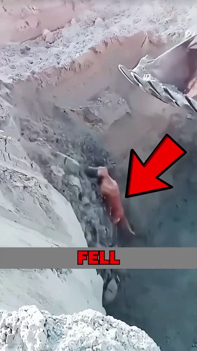 SAVING PUPPY WITH CRANE! #pets #animalstories #animals #cute #cuteanimals #animalrescue