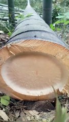 How big is bamboo?  モウズク خَيْرُزان  bamboe  대나무  cây tre   बांस   ต้นไผ่  μπαμπού  бамбук  بمبوس  竹子