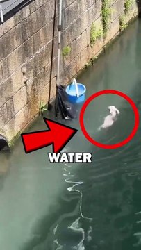 SAVING DOG! #pets #animalstories #animals #cute #animalrescue