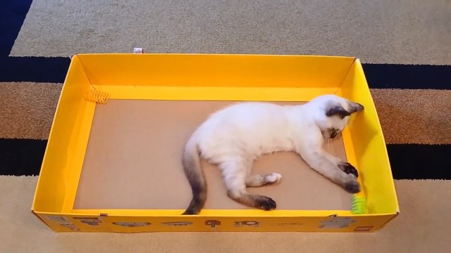 Kitten Plays With Toys Inside Cardboard Box