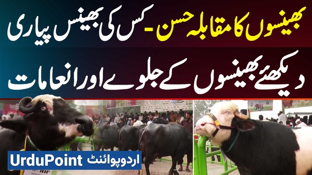 A Unique Contest Of Buffalo Beauty - Jeetne Wali Bhains Ko Sehra Bandha Aur Malik Ko 3 Lakh Inaam