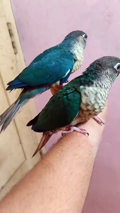 Birds