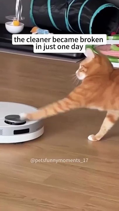 Funny cats