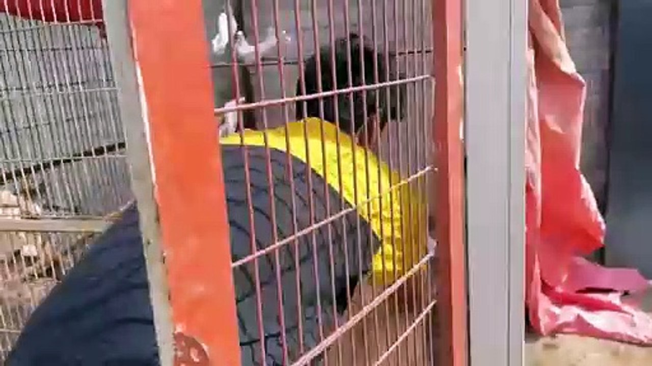 shehar mein dehat  ep 84 animal mini zoo 2024 New Boundary ka Kam Start Ho Gya 😍