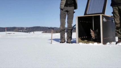 Le linci selvagge, guarda l'inizio del film (HD)