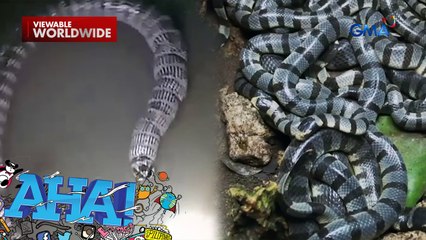 Misteryosong ahas sa dagat ng Caramoan, kinatakutan ng mga residente! | AHA!