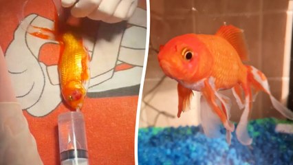 Tierarzt operiert einen 17 Jahre alten Goldfisch mit einem tödlichen Tumor