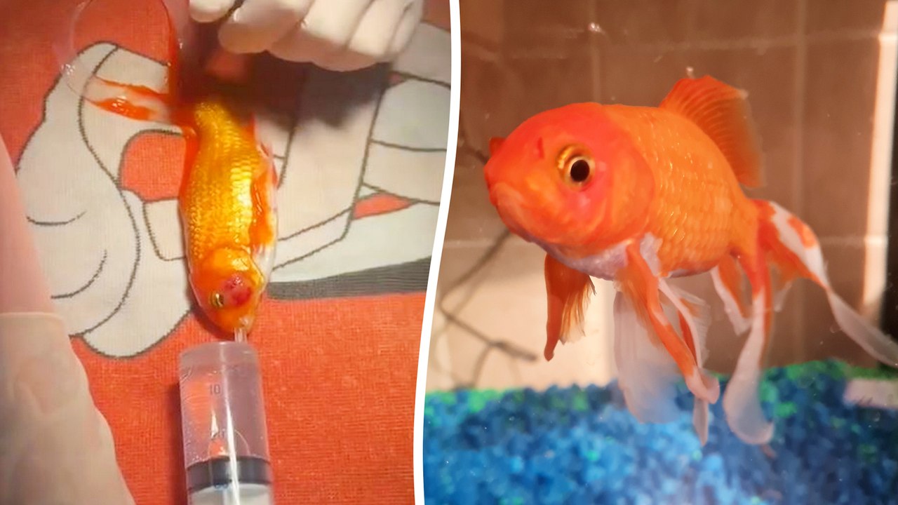 Tierarzt operiert einen 17 Jahre alten Goldfisch mit einem tödlichen Tumor