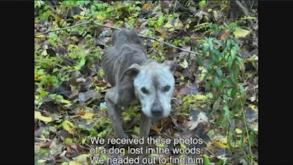 El emotivo rescate de un desnutrido perro abandonado en el bosque: "Lo cargamos durante kilómetros"