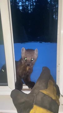 Marten Climbs up Home's Window and Bites Man's Gloves