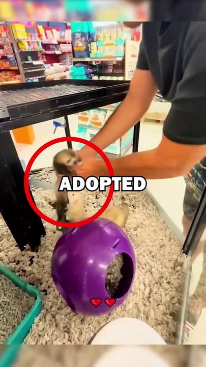 ADOPTING WEASEL! #pets #animalstories #animals #cuteanimals #animalrescue