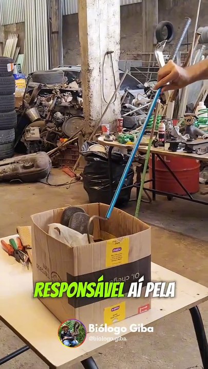 Cobra entre as mais venenosas do Brasil é encontrada em oficina mecânica de Jaraguá do Sul