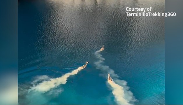 Spettacolo nel lago: i cervi si tuffano e lo attraversano a nuoto