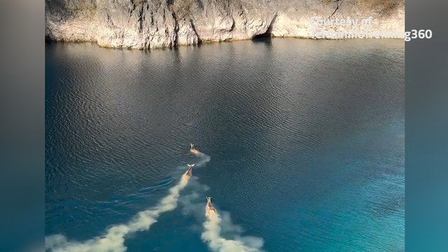 Prima il tuffo e poi la nuotata: un branco di cervi d? spettacolo nel lago