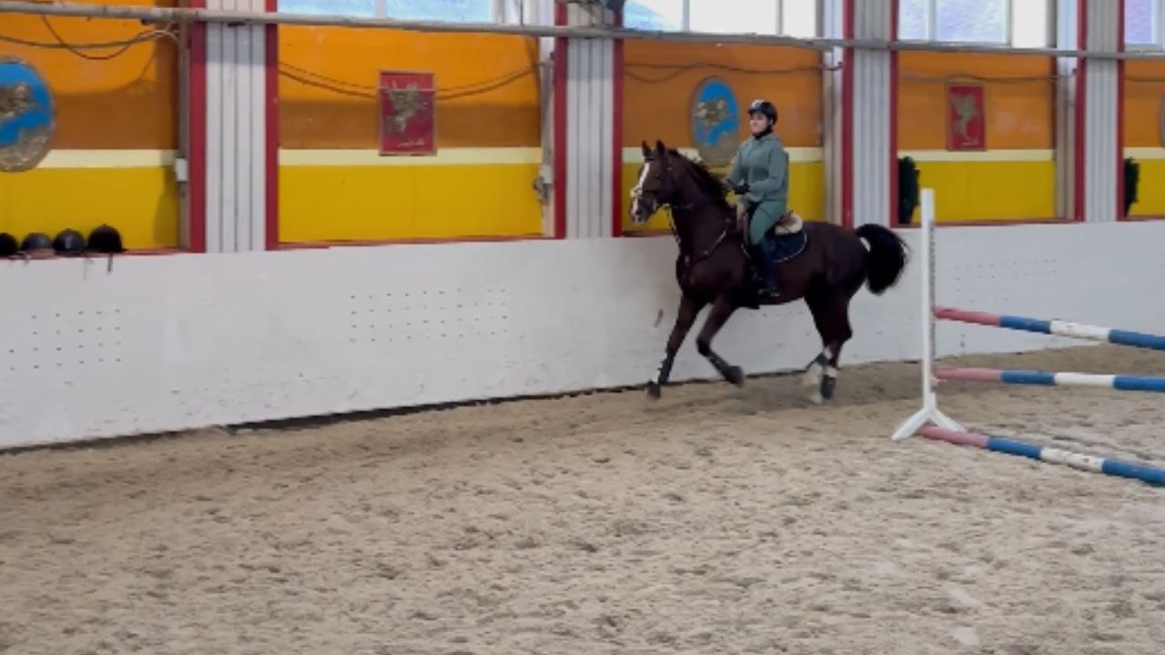 Training session takes a funny turn when horse decides to nap instead of jumping