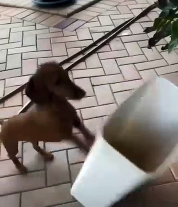 Fitness Dog