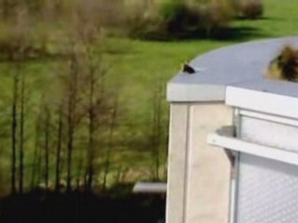 Les canards font une suicide party