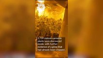 Chainsaw cops bust £2.7m cannabis factory