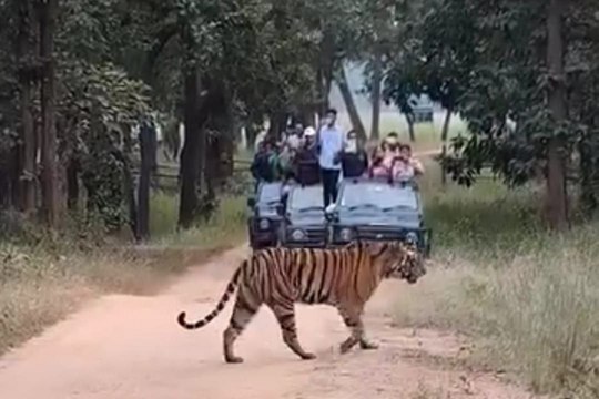 शावकों के साथ बाघिन टी-18 का दीदार कर रोमांचित हो रहे पर्यटक