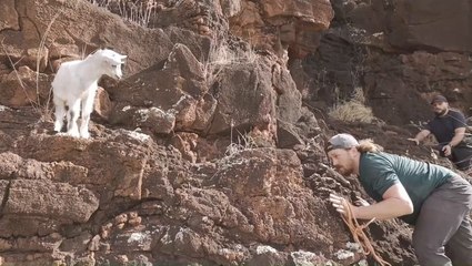 Baby goat trapped on cliff for days rescued by good samaritans