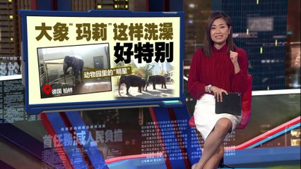 德国动物园大象用水管洗澡，像人类一样引发关注🦣