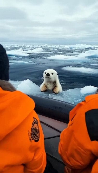 Animals cute 🐻‍❄️🐻‍❄️🐻‍❄️🐻‍❄️