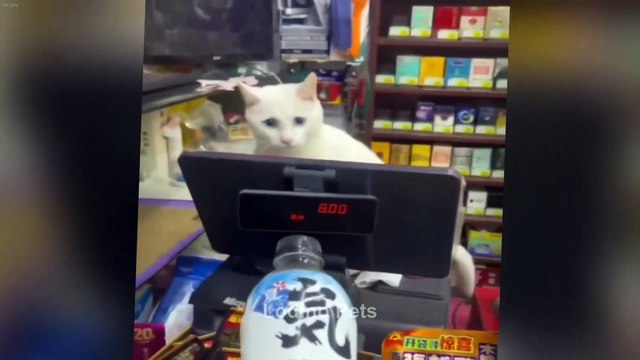 Funny Pets Compilation 🐾 Cats and Dogs Doing the Funniest Things