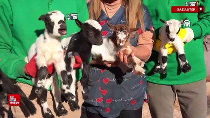 Gaziantep Doğal Yaşam Parkı'nda 10 ayda 1100 yavru doğdu