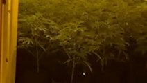 Police use chainsaw to smash into £2.7m cannabis factory