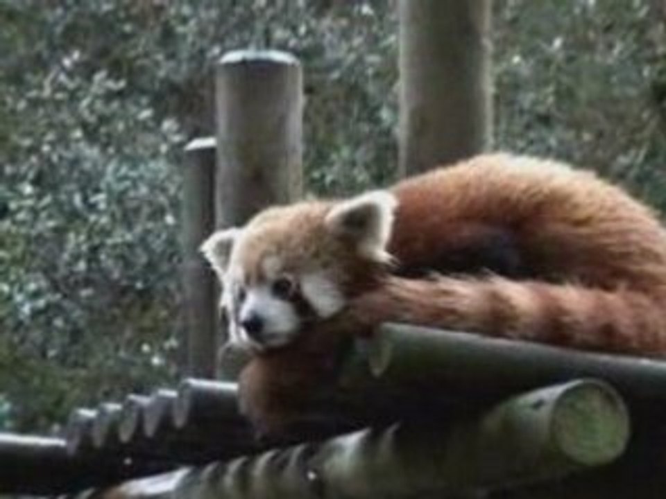 Arrivée d'un nouveau petit panda roux