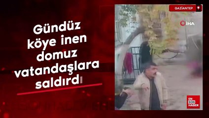 Gaziantep'te gündüz köye inen domuz vatandaşlara saldırdı