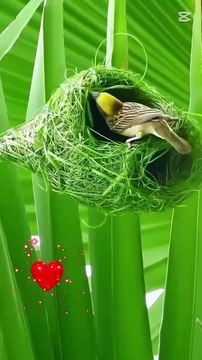 Music danc video for copyrit for tik tok youtub