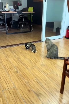 2024 best animals videos #cutecatvideos #funnycatvideos #cuteanimals #funny #reels #shortsvideo #shorts #animal #funny animals #cat #animals #fyp