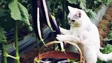 Cat Cooks a Meal for Her Kittens – Too Cute to Miss!